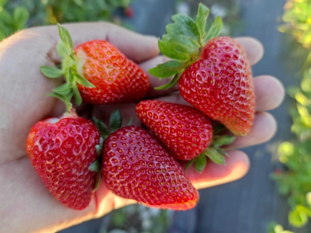 Sason’da Çilek Sezonu Bereketle Kapanıyor