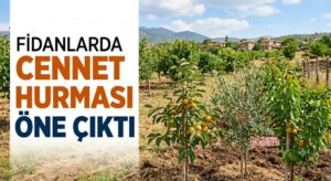 Batman’da Meyve Fidanı sezonu Başladı: İlgi Cennet Hurmasına